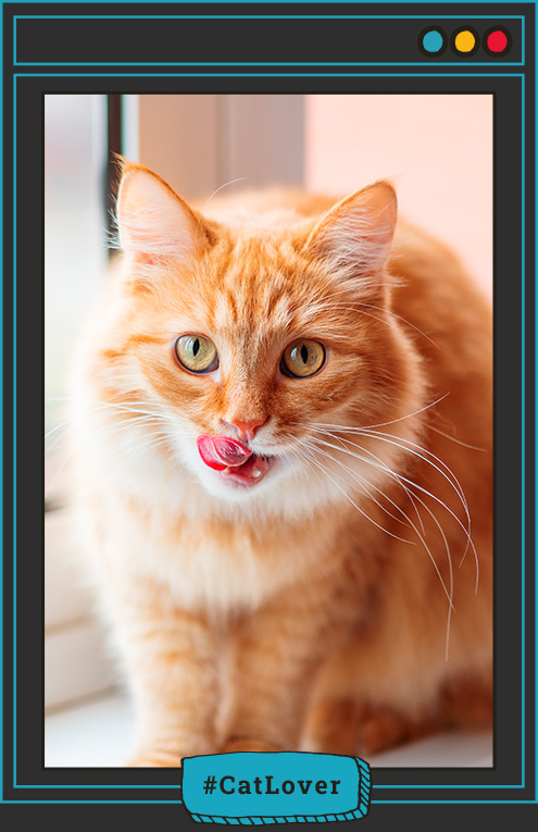 nutriss gatos digestión salud urinaria